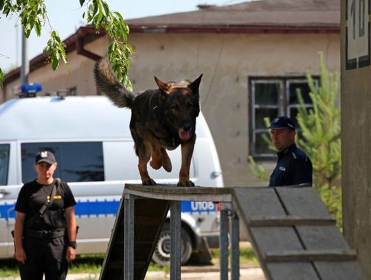 Kaliska policjantka i jej pies służbowy Logan na najwyższym stopniu podium w zawodach kynologicznych ZDJĘCIA