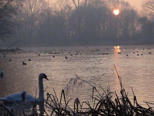 Kaliska zatoka ptaków ZDJĘCIA