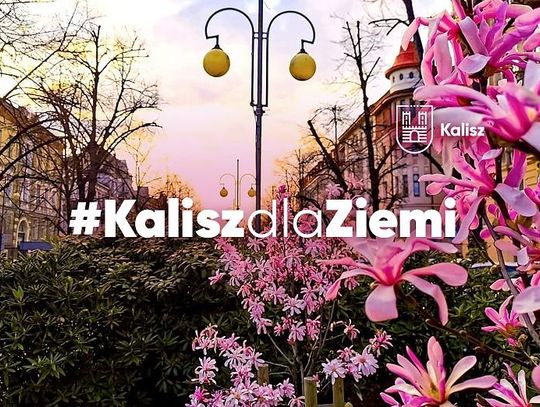 #KaliszdlaZiemi. Miasto rozda mieszkańcom pół tysiąca klonów i nasiona łąk kwietnych