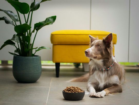 Karma premium vs marketowa – czy naprawdę widać różnicę w zdrowiu psa? Karma premium vs marketowa – czy naprawdę widać różnicę w zdrowiu psa?