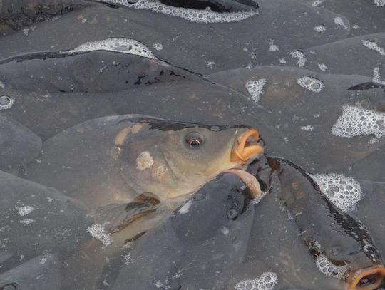 Karp szykuje się na święta ZDJĘCIA