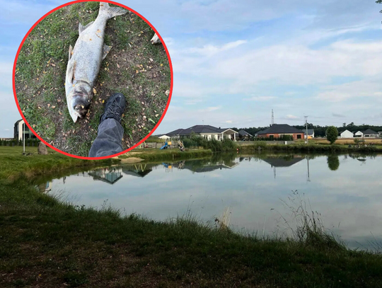 Katastrofa ekologiczna? Co się stało z popularnym stawem?