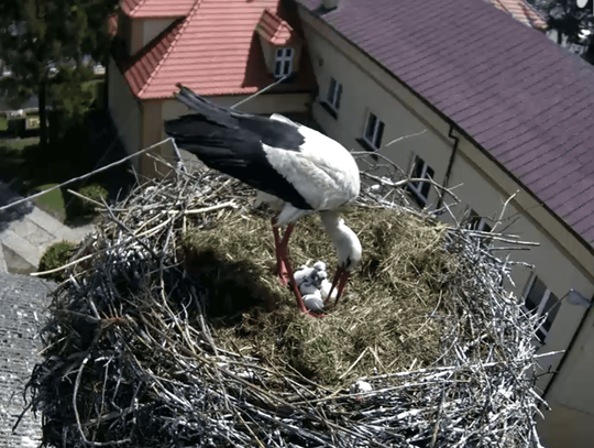 Klują się! W przygodzickim gnieździe są pierwsze małe boćki