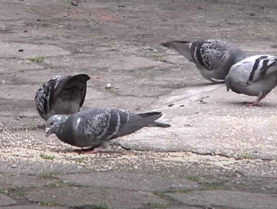 Kobieta dokarmia gołębie. Sąsiedzi mają dość WIDEO