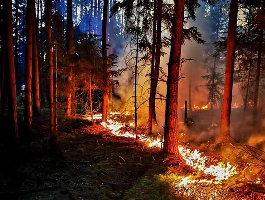 Kolejna seria pożarów w lasach. To sprawa podpalacza?