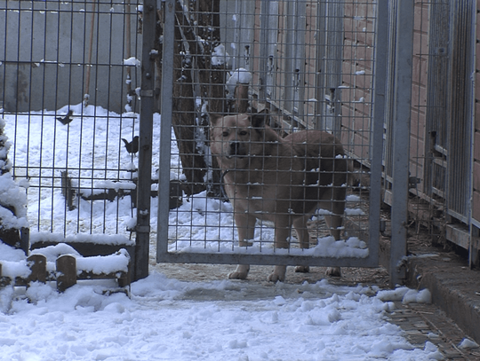 Kolejne inwestycje w kaliskim schronisku dla zwierząt