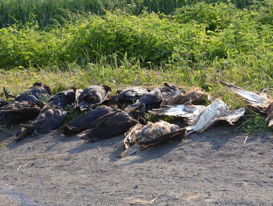 Kolejne martwe ptaki na polu pod Krotoszynem. Wśród nich wiele gatunków chronionych ZDJĘCIA