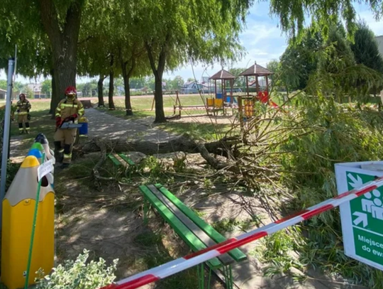 Konar drzewa spadł na dzieci. Dziewczynka w szpitalu