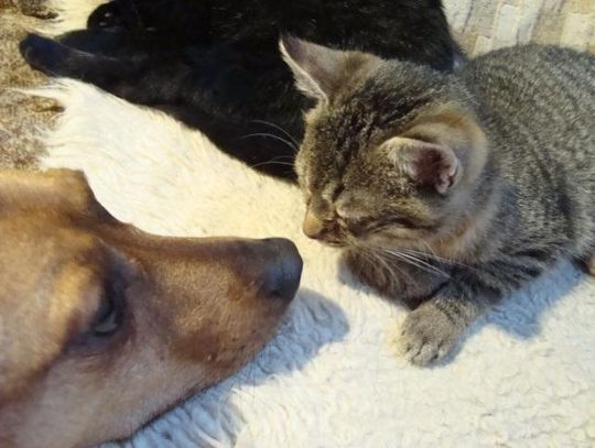 Kotki: Kasia, Basia i Lola czekają na adopcję