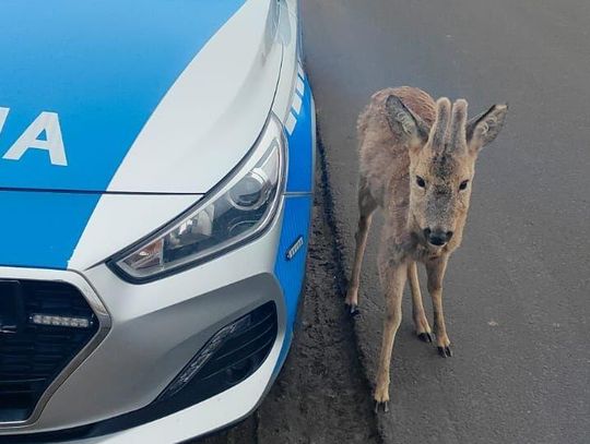 Krok w krok za policją. Nietypowe zachowanie koziołka sarny