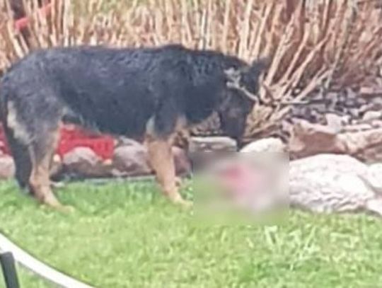 „Krwawa tragedia” na Chmielniku. Psy uciekają z posesji i zagryzają dziką zwierzynę UWAGA, DRASTYCZNE ZDJĘCIA