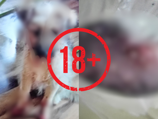 Ktoś rozsypuje substancję żrącą w centrum Kalisza. Zwierzęta „palą się” od środka DRASTYCZNE ZDJĘCIA