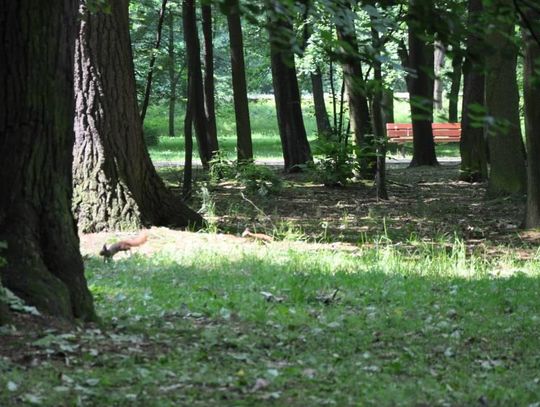 Ktoś rozsypuje trutkę w Parku Miejskim? Grupa Free Animals ostrzega