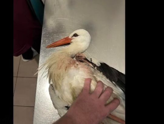 Ktoś STRZELAŁ do bociana! Całą zimę spędził w azylu...