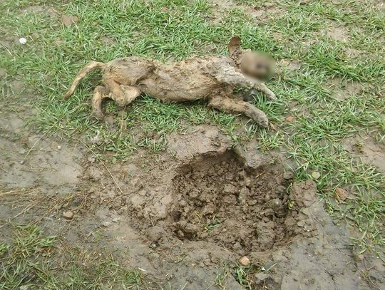 Ktoś zakopał psa żywcem? Animalsi proszą o pomoc DRASTYCZNE ZDJĘCIA