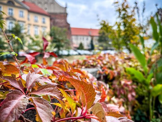 Kwiatowe Wzgórza, park kieszonkowy, skwer. Tutaj powstaną zielone inwestycje