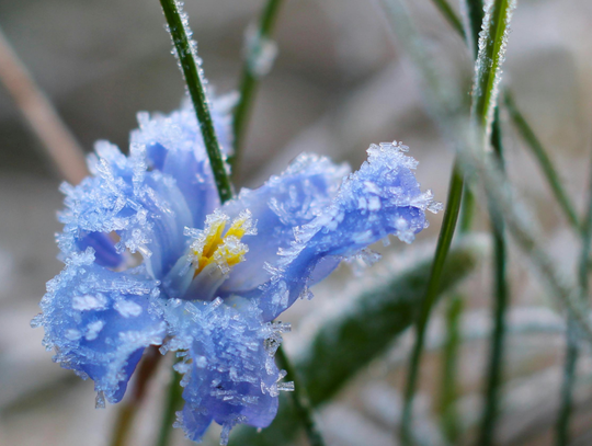 ,,Kwiecień plecień...''. Ta noc może zaskoczyć! Alert dla Kalisza i okolic