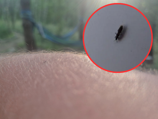 Łaskoczą i irytują. Sezon na tego „robaka” właśnie ruszył