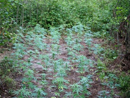 Marihuana na leśnej polanie w Mycielinie