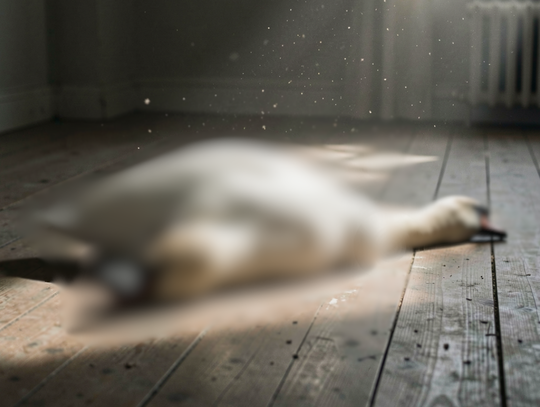 Martwy łabędź w mieszkaniu 44-latka. Ptak był OSKUBANY! Martwy łabędź w mieszkaniu 44-latka. Ptak był OSKUBANY!