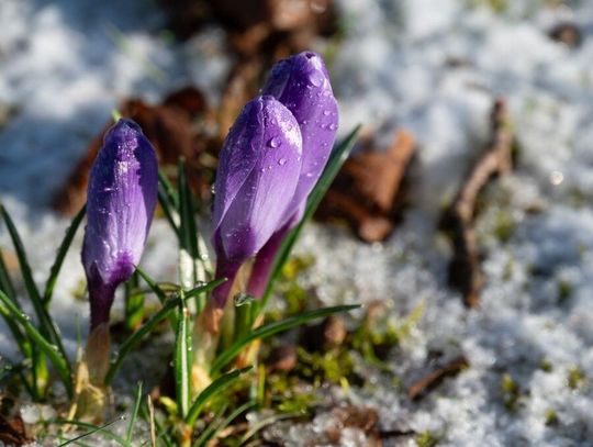 Marzec w pogodzie: ciepło, mróz i widmo suszy Marzec w pogodzie: ciepło, mróz i widmo suszy