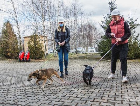 Miejskie spółki w Ostrowie Wielkopolskim adoptują psy ze schroniska