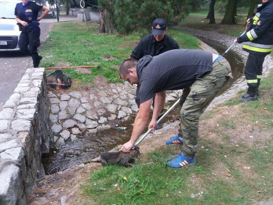 Mundurowi pomogli kotu. Był osłabiony i przemoczony ZDJĘCIA