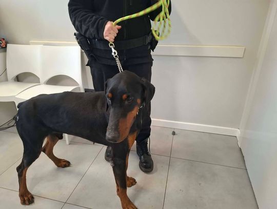 Na łańcuchu w mrozie! Pies odebrany podczas interwencji Na łańcuchu w mrozie! Pies odebrany podczas interwencji