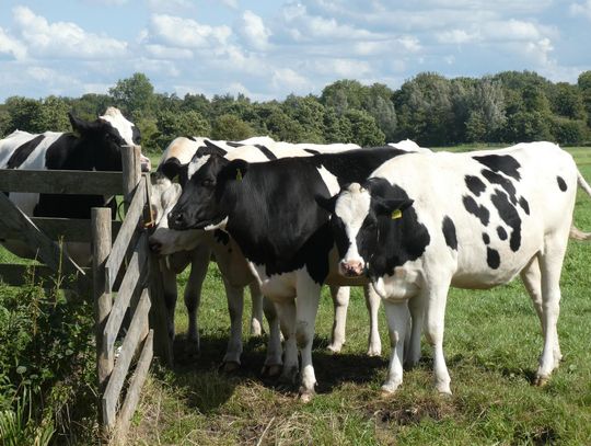 Nabór wniosków o pomoc dla gospodarstw dotkniętych Covid-19 na finiszu