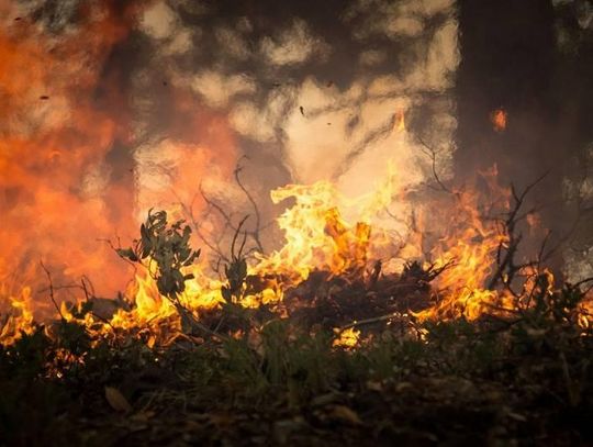 Najwyższy stopień zagrożenia pożarami w lasach całego kraju