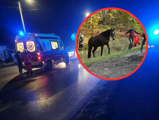 Nastolatek zderzył się z … koniem. Nietypowy wypadek w regionie