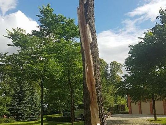 Nawałnica zniszczyła ponad stuletnie drzewa ZDJĘCIA