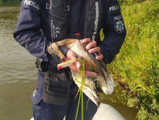 Niecodzienna interwencja kaliskich policjantów. Uratowali… kaczkę ZDJĘCIA i WIDEO