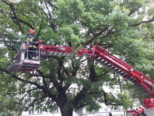 Nietypowa akcja strażaków na Plantach ZDJĘCIA