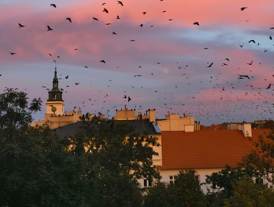 Nowe oferty pracy w Kaliszu GIEŁDA PRACY