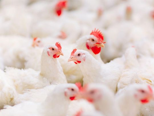 Nowe ogniska ptasiej grypy. LISTA objętych miejscowości