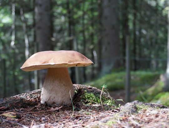 O czym warto pamiętać, wybierając się na grzyby?