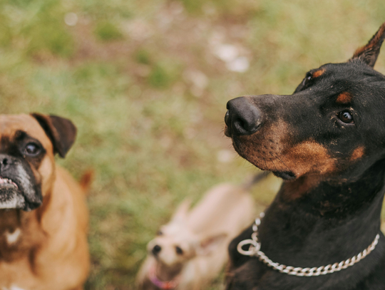 Obowiązkowe OC dla właścicieli psów. Poseł pyta ministra
