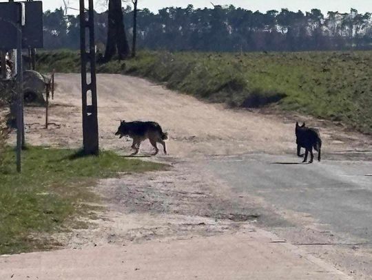 OSTRZEŻENIE dla osiedla. „Zaatakowały i zagryzły”