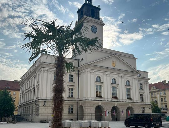 Palma na rynku! To nie koniec zieleni w Śródmieściu