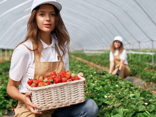 Pierwsze polskie truskawki już są, ale ceny mogą zaskoczyć