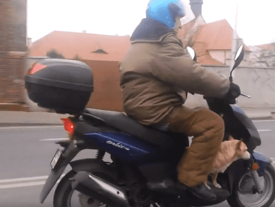Pies, który jeździł… skuterem WIDEO