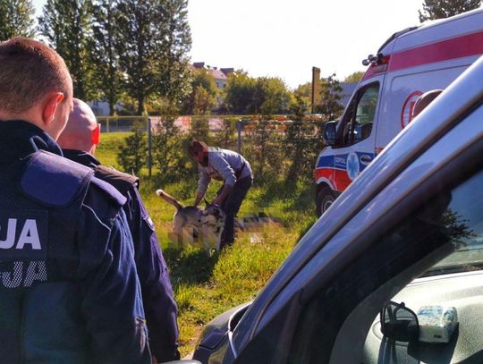 Pies nie dopuścił ratowników do pana, który zasłabł. Mężczyzna zmarł