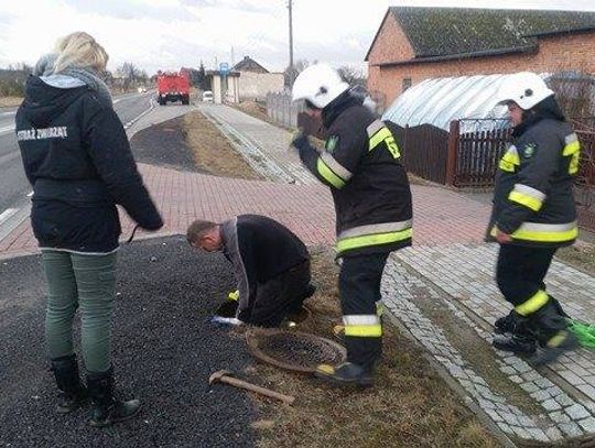 Pies w rurze melioracyjnej. Akcja ratunkowa trwała 7 godzin! ZDJĘCIA