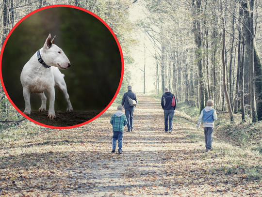 Pies zaatakował dziecko. „Podczas spaceru rodziny”