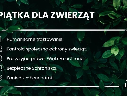 PiS ogłosił „piątkę dla zwierząt”