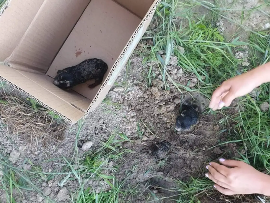 Piszczały spod ziemi. Sprawa zakopanych szczeniąt trafiła do Sądu Najwyższego