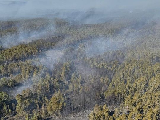 Płoną lasy na Lubelszczyźnie. W akcji także strażacy z Kalisza