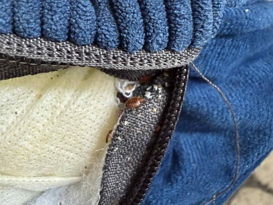 Pluskwy w nowym narożniku? Historia kaliszanina Pluskwy w nowym narożniku? Historia kaliszanina