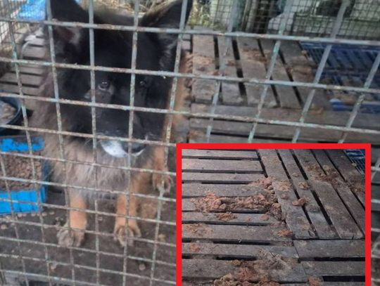 Po raz KOLEJNY skrzywdził zwierzaka. Ten sam właściciel, ten sam dramat Po raz KOLEJNY skrzywdził zwierzaka. Ten sam właściciel, ten sam dramat